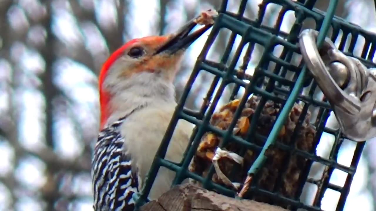 Red-bellied woodpecker