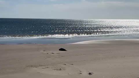 El milagro marino de Piriápolis: Alma y Francisca - Lobos marinos en la costa uruguaya