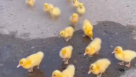 DOGS FUNNY MOMENTS LOL