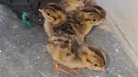 Very interesting video of birds 😍