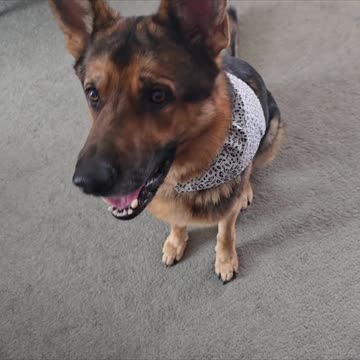 Victor Hi Pro Bites.