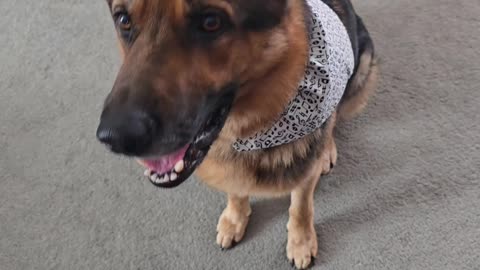 Victor Hi Pro Bites.