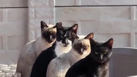 gang
