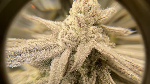 Burg's Lounge #Live #Cannabis #420 #Hangout