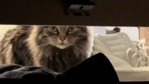 🤨🐱 Cats Sense Something's Off – You Won't Believe What Happens! | FunFM