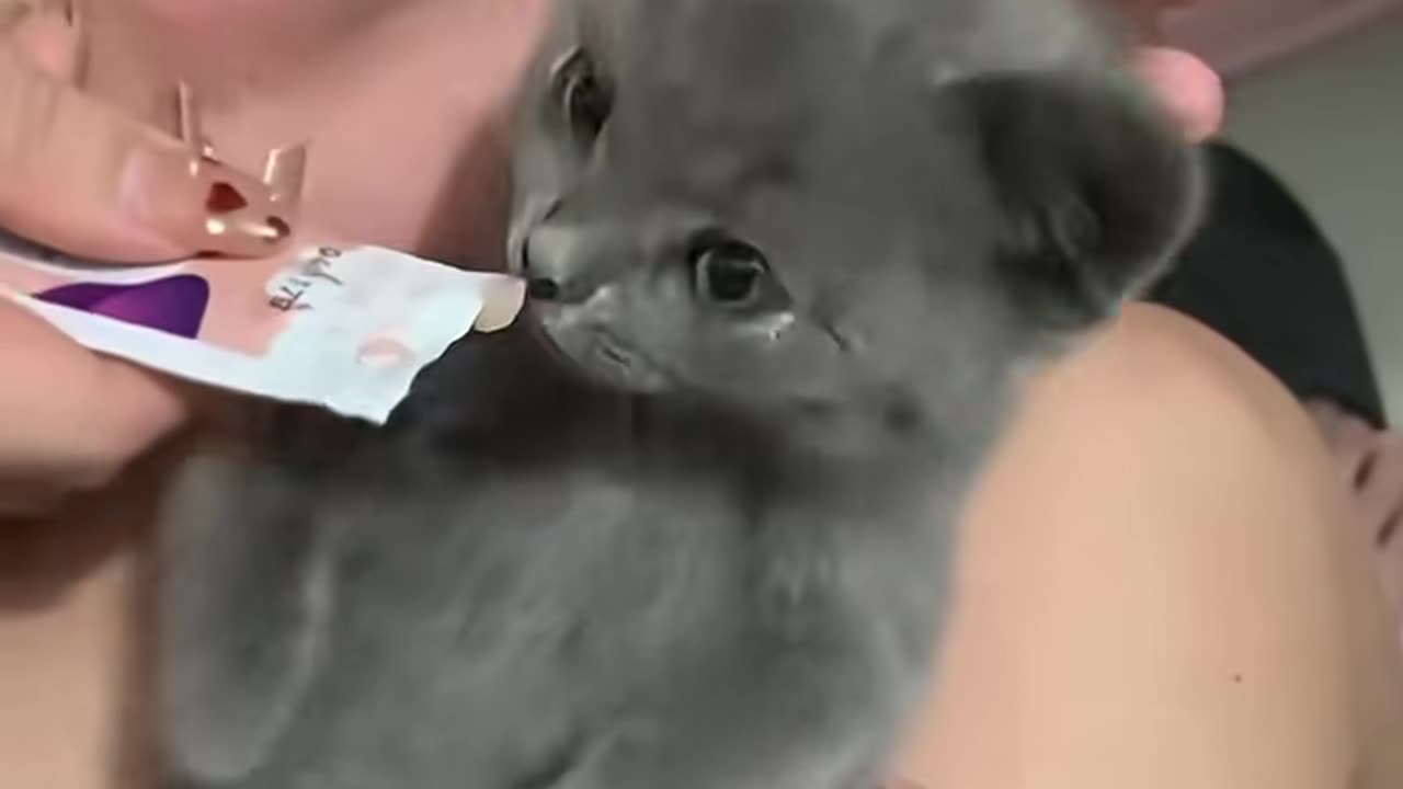 Funniest Animal Moments That Will Make You Laugh