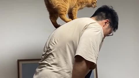 "Smart Cat Climbs Owner's Back to Get Its Toy!"