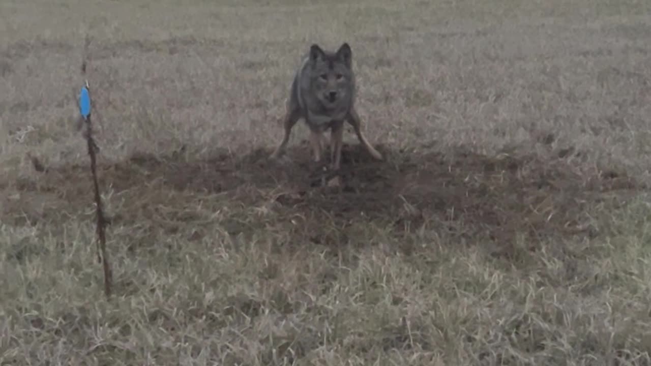 First coyote!