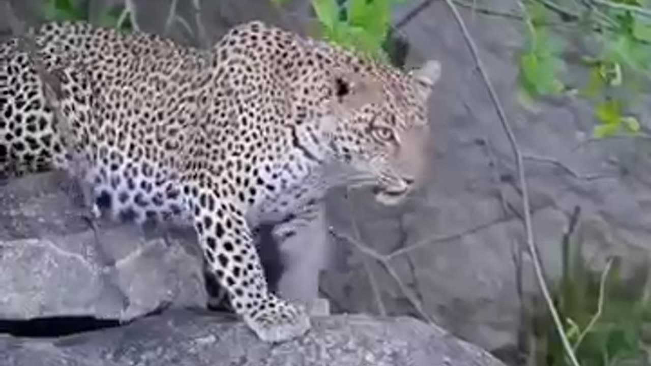 animals