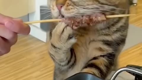 This Cat Has a Secret Life… And It’s Funnier Than Your