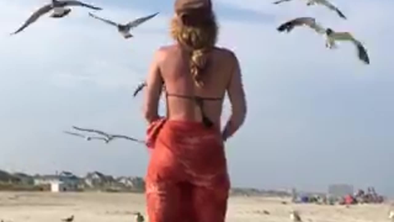 Seagulls hungry for sardines on the beach
