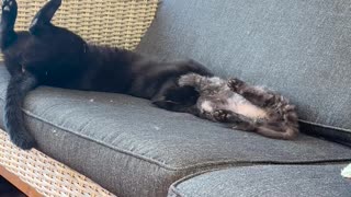 😂🐱 Kitten Fail | FunFM
