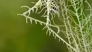 Lichen Katydid Mimicry