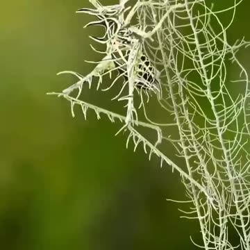 Lichen Katydid Mimicry