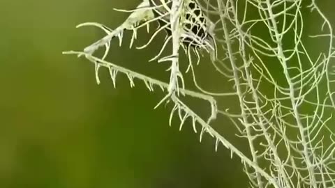 Lichen Katydid Mimicry