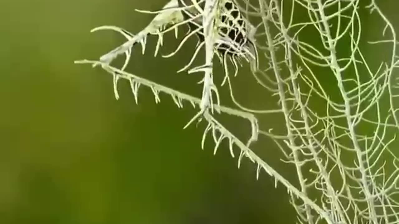 Lichen Katydid Mimicry