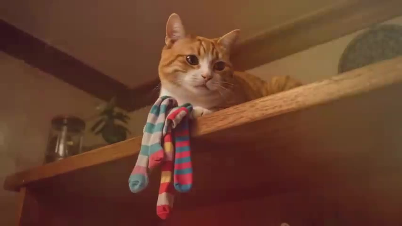The cat is walking