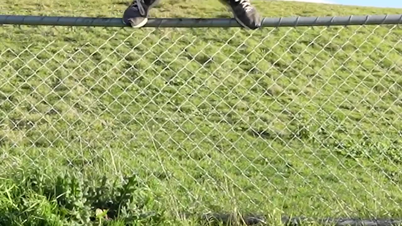 How animals do it