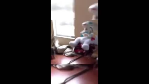 Animals Doing Silly Things – Try Not to Laugh! 🤣🐕🐈