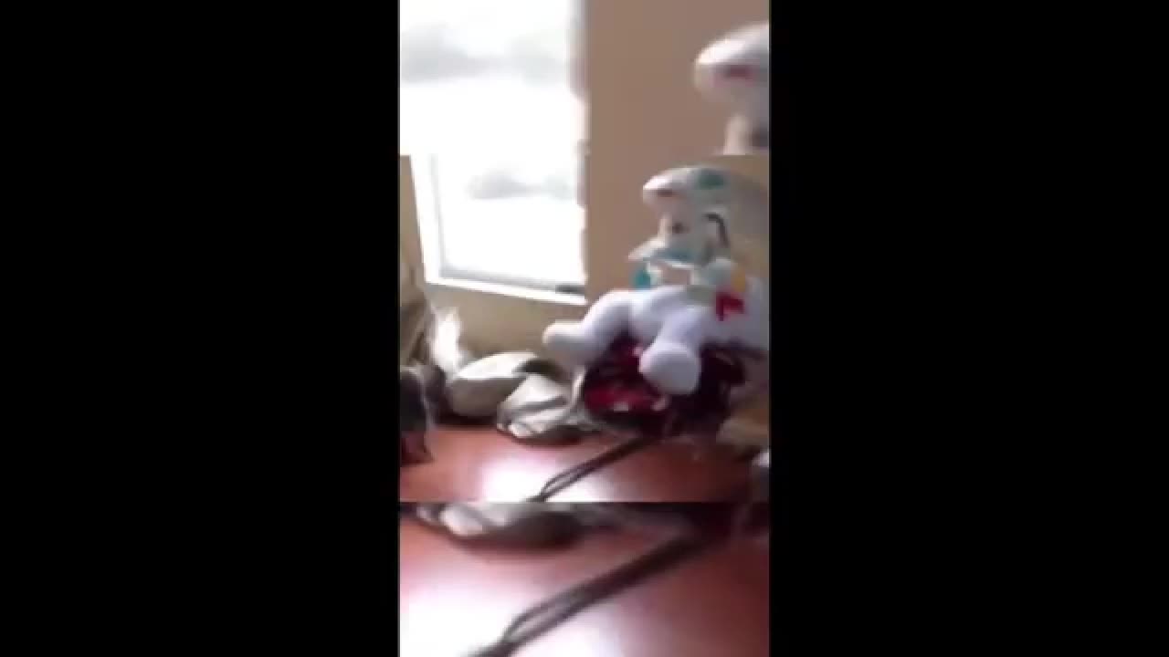 Animals Doing Silly Things – Try Not to Laugh! 🤣🐕🐈