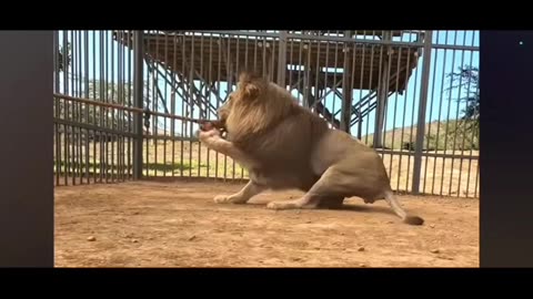 Does man are powerful than animals??