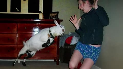1m laughs daily from funniest animals videos 2025