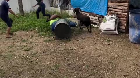 🐑 Prank Gone Wrong! Angry Sheep Strikes Back 😱😂