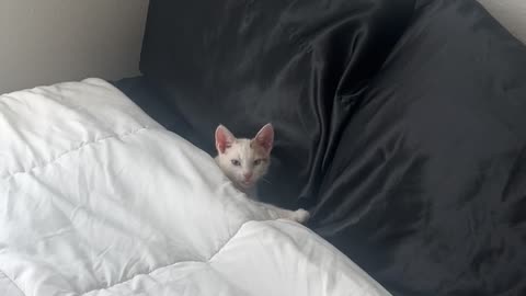 Cat Curls Up In Silky Sheets