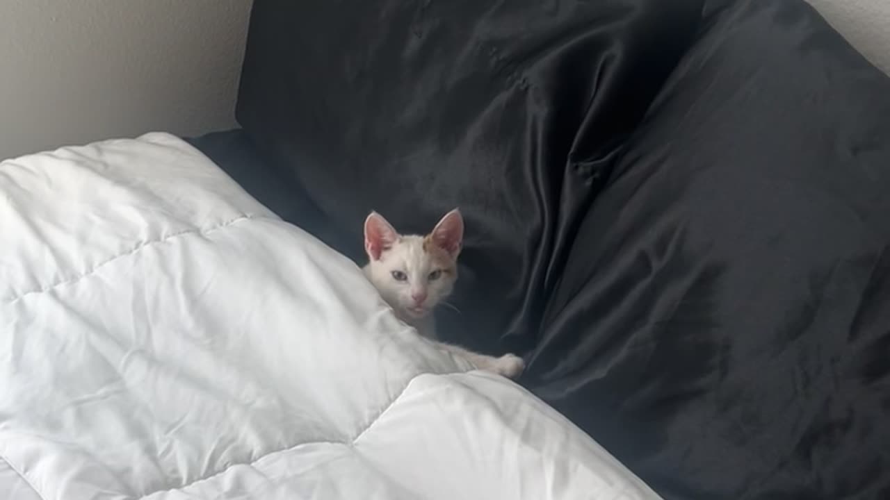 Cat Curls Up In Silky Sheets