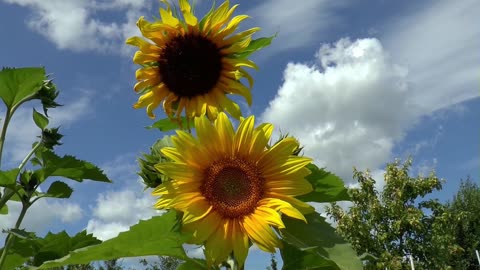 Sunflower dancing in the air video/nature/calm/relaxingvideo