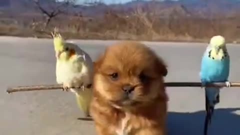cute dog