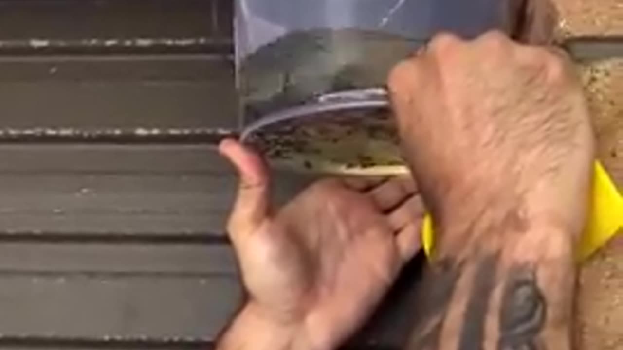 Removing a Wasp Nest Using Suffication