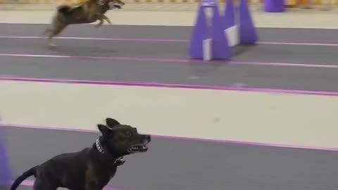 10% running, 90% flying 🤩THE 4TH DOG COULD DUNK FROM THE FREE THROW LINE