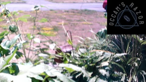 Butch the Sunflower