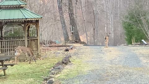 NW NC at The Treehouse 🌳 Turkey crossing 🦃 9 am 47°F with the high today expected of 60°