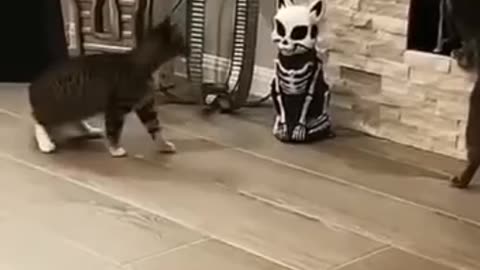 Funny cat 🐈 video 😂😀