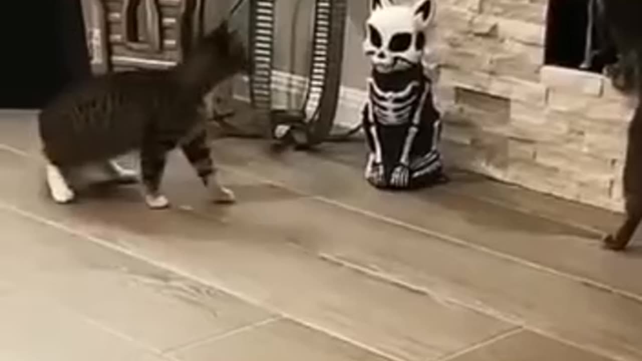 Funny cat 🐈 video 😂😀