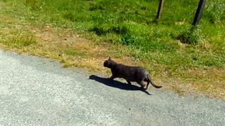 Fatcat and I out for a walk 5/7/25: