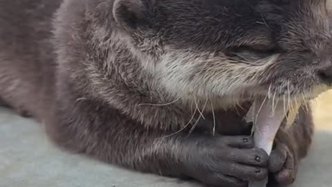 This otter hadn't eaten in days... and what he does with this fish will melt your heart! 🦦❤️