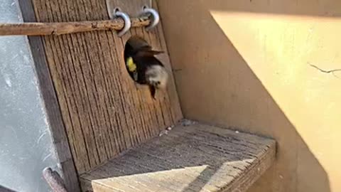✨🐝 Bumblebees in Slow Motion Sound Like Helicopters! | FeedMyCuriosity