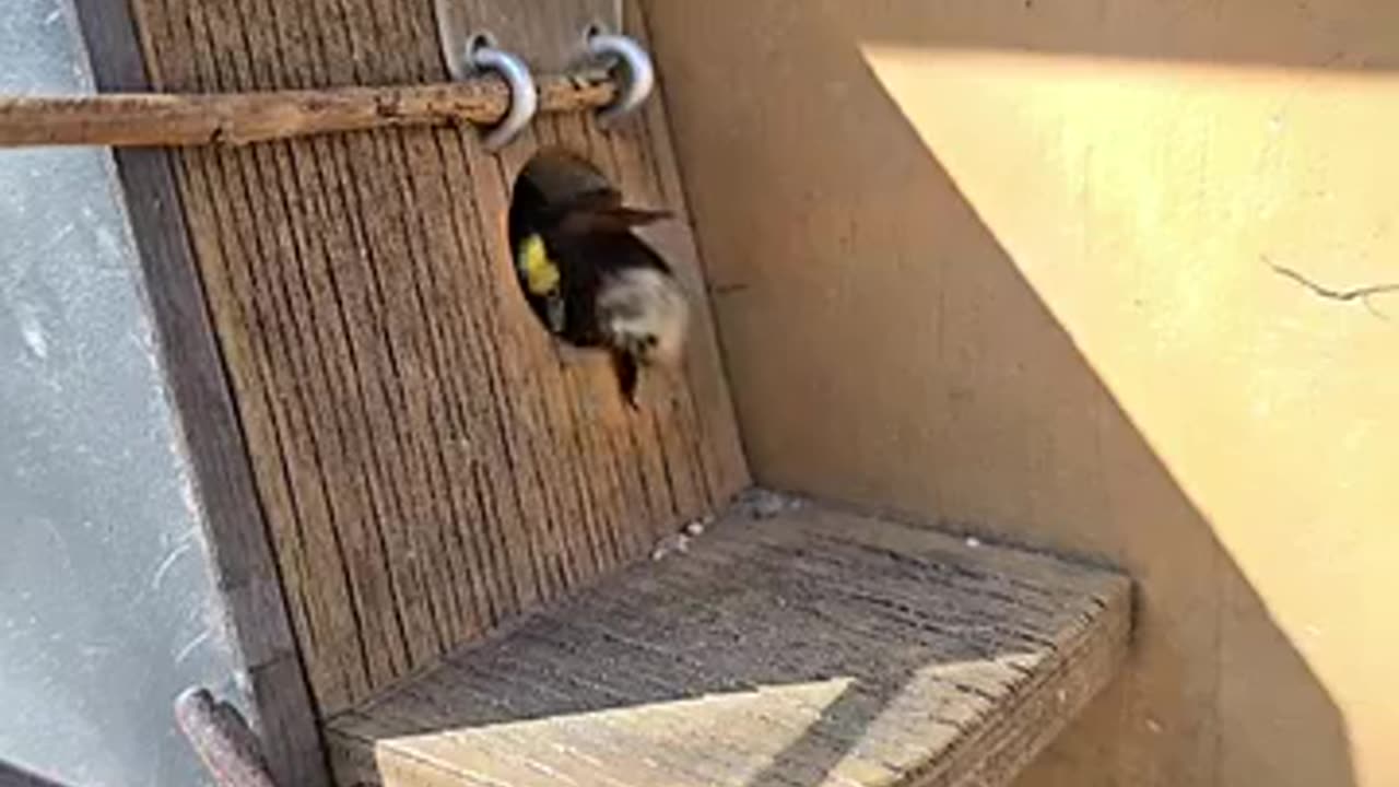 ✨🐝 Bumblebees in Slow Motion Sound Like Helicopters! | FeedMyCuriosity