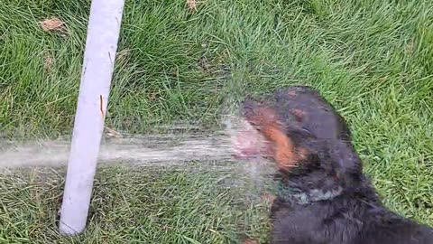 🤣🐶 Meet Rolo: The Derby Dachshund Champion! | FunFM