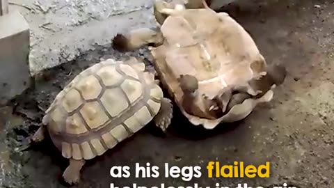 One of the most determined rescues ever caught on camera 👏🐢