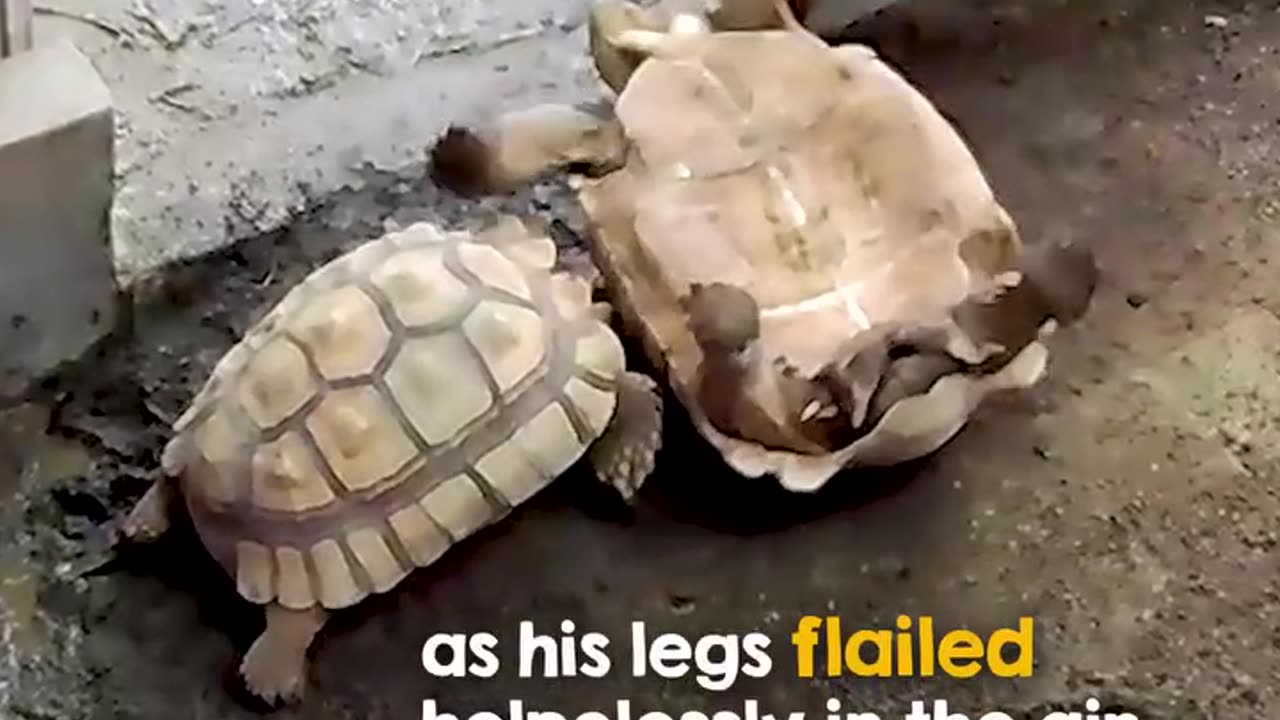 One of the most determined rescues ever caught on camera 👏🐢