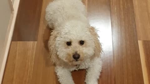 Sit, Drop (down), Stand on wooden floorboards