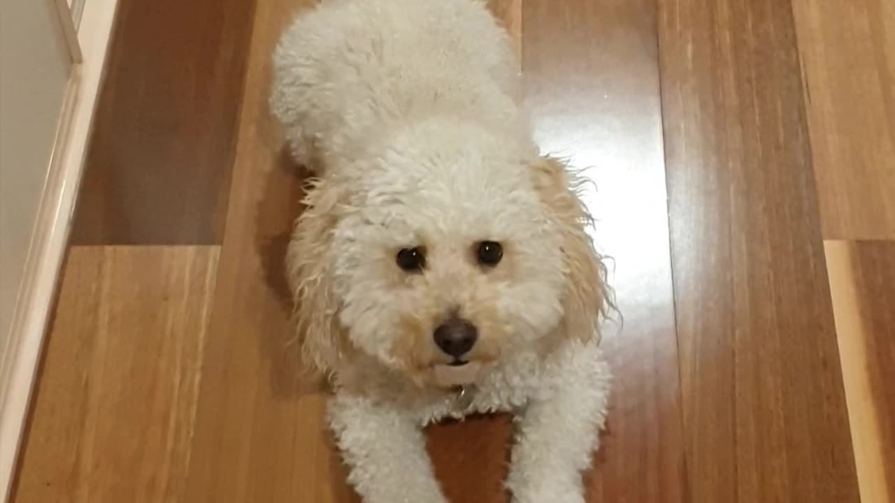 Sit, Drop (down), Stand on wooden floorboards