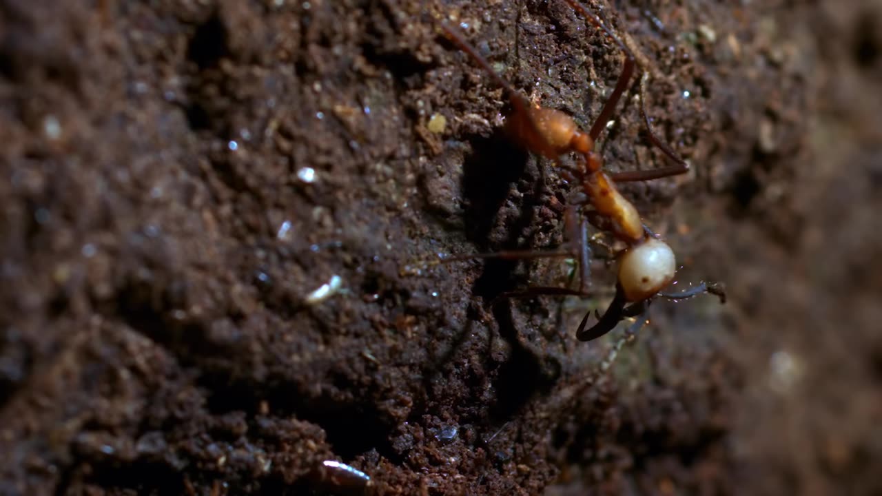 12 Incredible Hunting Scenes | 4K UHD | BBC Earth