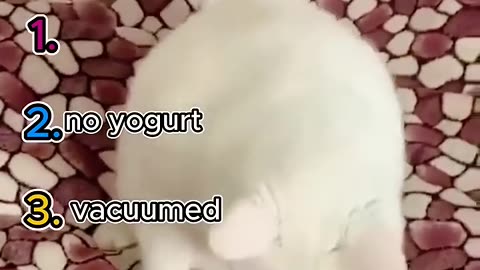 Funny cat