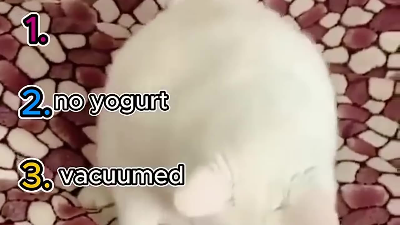 Funny cat