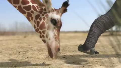 Elipant and Jiraffe vedio